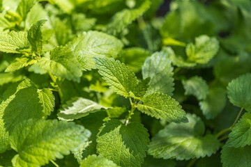 lemon balm in the herb bed