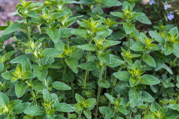 Obraz premium organo in the herb bed