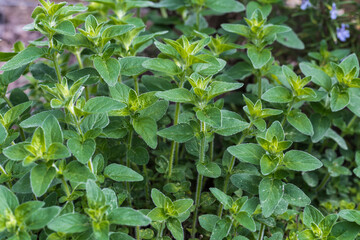 organo in the herb bed