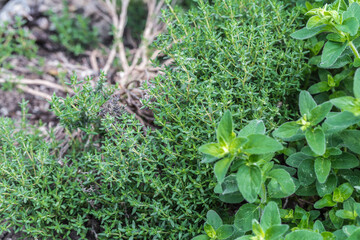 oregano and thyme in the herb bed