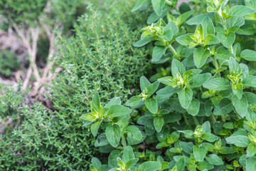 oregano and thyme in the herb bed