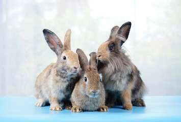 three of young adorable bunny, brown rabbits sitting on floor