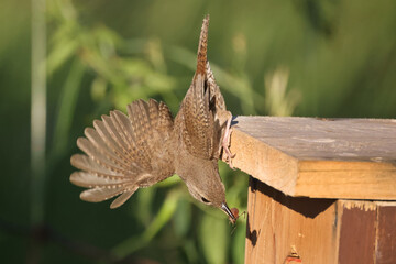House wren perched on nesting box