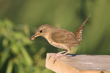 House wren perched on nesting box