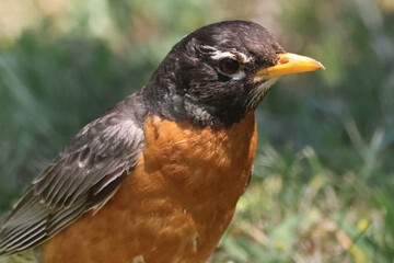 Robin extreme closeup