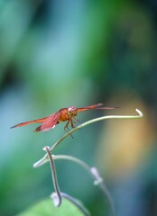 close up of a fulvous forest skimmer dragonfly