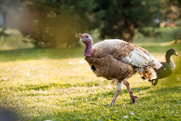 A domestic turkey at a poultry farm stands on the green grass in nature on a hot sunny day. Breeding of birds. Household.
