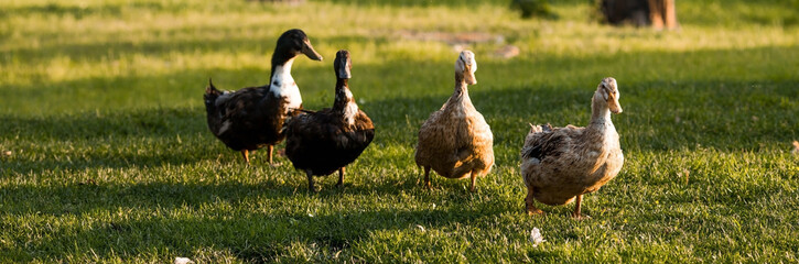 Domestic geese and ducks at the poultry farm stand on the green grass in nature on a hot sunny day. Breeding of birds. Household.