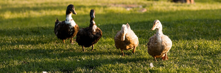 Domestic geese and ducks at the poultry farm stand on the green grass in nature on a hot sunny day. Breeding of birds. Household.
