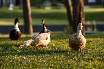 Domestic geese and ducks at the poultry farm stand on the green grass in nature on a hot sunny day. Breeding of birds. Household.