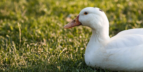 Domestic geese and ducks at the poultry farm stand on the green grass in nature on a hot sunny day. Breeding of birds. Household.