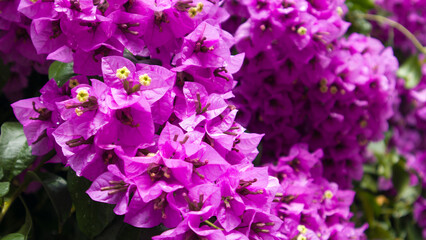 purple bougainvillea tree flowers leaves sunlight