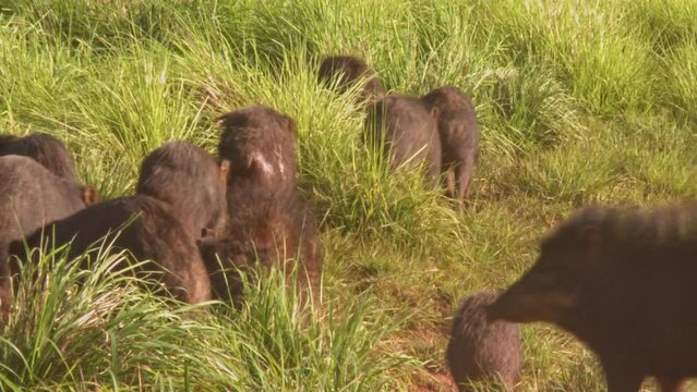 A group of wild pigs or peccaries in the Brazilian grasslands