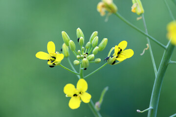 Pollen beetle (Meligethes aeneus, Brassicogethes aeneus), on rapeseed flowers.