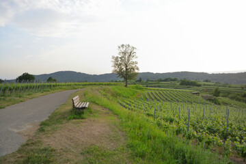 Kaiserstuhl near to Freiburg in Germany, a wine growing area