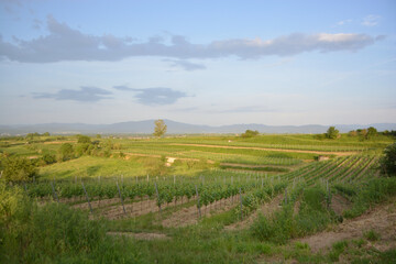 Fototapeta na wymiar Kaiserstuhl near to Freiburg in Germany, a wine growing area