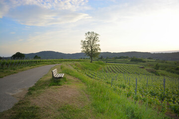 Fototapeta premium Kaiserstuhl near to Freiburg in Germany, a wine growing area