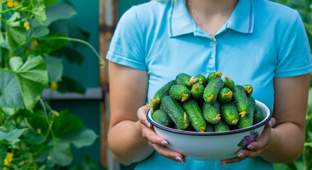 the farmer holds a bowl of freshly picked cucumbers in his hands. selective focus