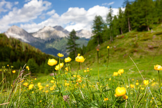 Almwiese mit Trollblumen (Trollius europaeus) im Salzburger Land, Blick auf die Radtädter Tauern, Fokus auf die Blumen im Vordergrund