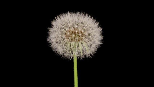 Time lapse of dandelion opening against a black background.