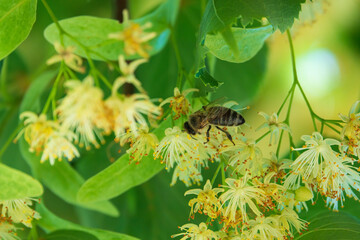 Honey bee collecting pollen on the linden flowers.