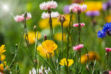 Obraz premium Various blooming wildflowers on the summer meadow