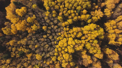 Aerial view of forest plain during a autumn day. Clip. Aerial top down view of amazing city park in october autumn colors, yellow and orange tree tops.