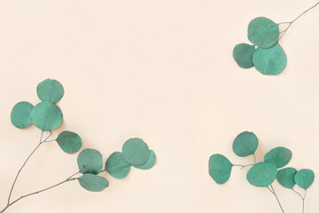 Eucalyptus branches on a beige background. Place for text. Green eucalyptus leaves isolated on neutral color. Floral layout. Horizontal banner mockup. Eucalyptus gunnii Silver Drop. Flat lay Top View