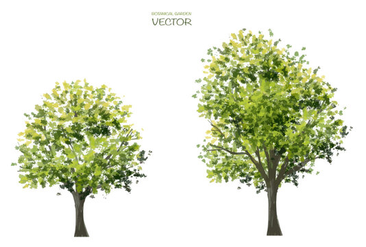  Vector watercolor of tree side view isolated on white background for landscape and architecture drawing, elements for environment and garden,botanical for section