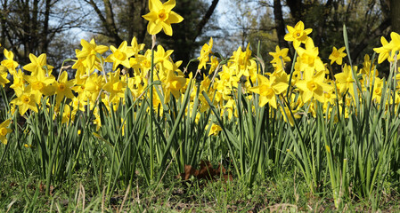 Obraz premium Daffodils in the park