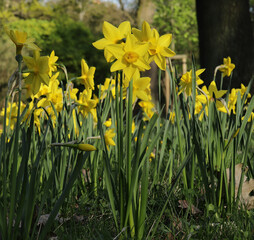 Fototapeta premium Daffodils on the background of trees