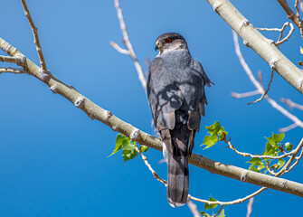 Cooper's Hawk