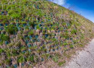 Urban gardening. City urbanized green plants garden at the road highway side. Growing lush and grass in the pots. Self sustained clean green gardening system.