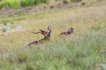 deer family in the field