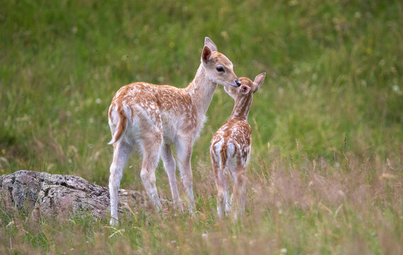 Bambi