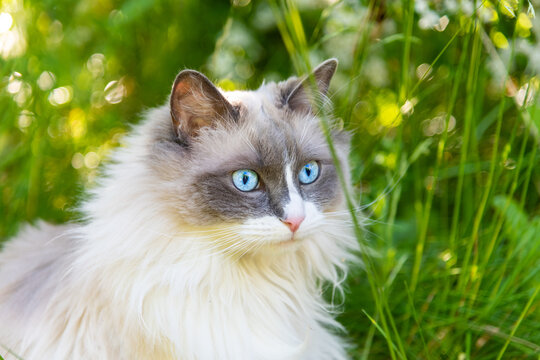 Catte
