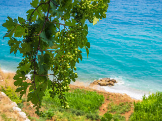 a vine by the sea with green grapes