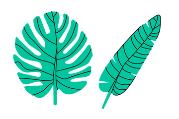Set of two tropical leaves. Palm and Banana leaf