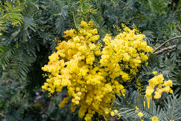Mimosa flowers blooming in the spring