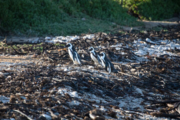 Fototapeta premium Jackass penguins walking on the rocks at Stony Point National Reserve in Betty's Bay on the fynbos coast of South Africa where a large colony of penguins live in the wildlife.