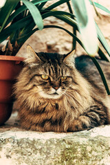 Fluffy tabby cat lies on a stone under a flower in a pot