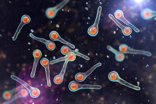 Clostridium tetani bacteria