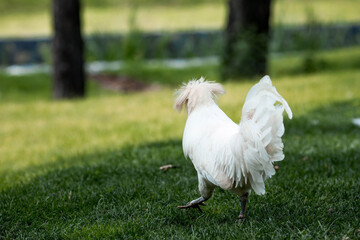 Homemade decorative roosters and chickens at the poultry farm stand on the green grass in nature on a hot sunny day. Breeding of birds. Household.