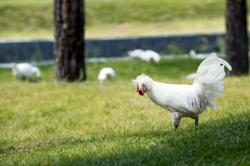Homemade decorative roosters and chickens at the poultry farm stand on the green grass in nature on a hot sunny day. Breeding of birds. Household.