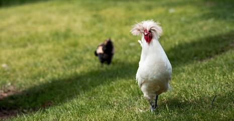 Homemade decorative roosters and chickens at the poultry farm stand on the green grass in nature on a hot sunny day. Breeding of birds. Household.