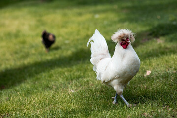 Homemade decorative roosters and chickens at the poultry farm stand on the green grass in nature on a hot sunny day. Breeding of birds. Household.