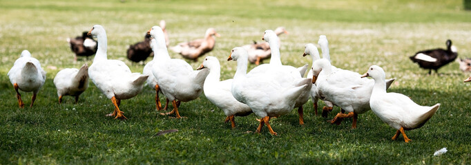 Domestic geese and ducks at the poultry farm stand on the green grass in nature on a hot sunny day....