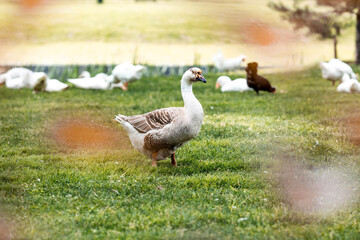 Domestic geese and ducks at the poultry farm stand on the green grass in nature on a hot sunny day. Breeding of birds. Household.