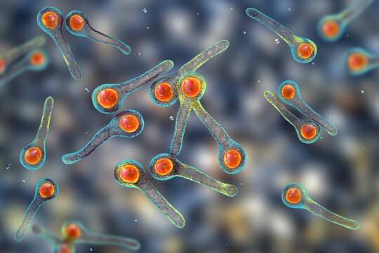 Clostridium Tetani Bacteria