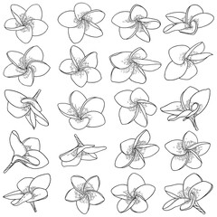 Plumeria set. Traditional Hawaii tropical necklace or neck wreath flowers design elements. Welcome invitation decoration. Drawing line art from real Plumeria, collection. Vector.